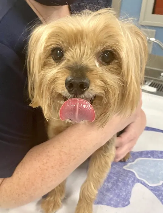 Eno Animal Hospital 12