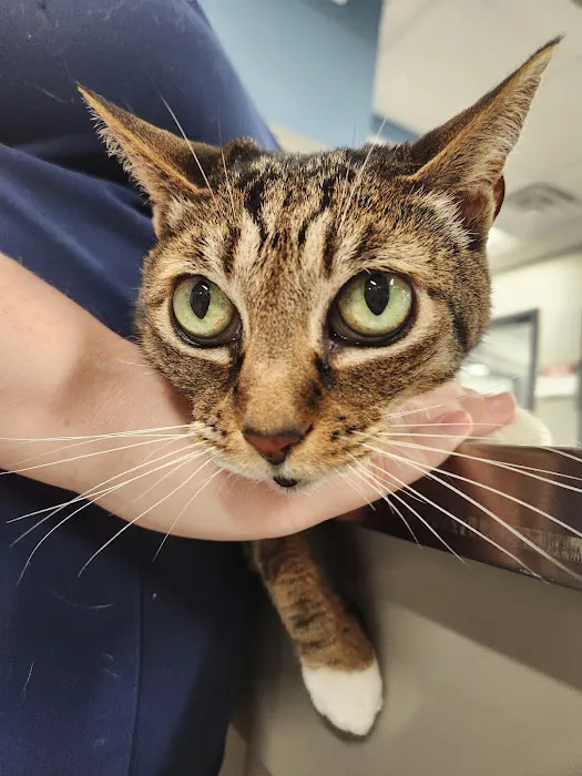 Eno Animal Hospital 12
