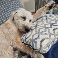 Leesville Animal Hospital PA ico