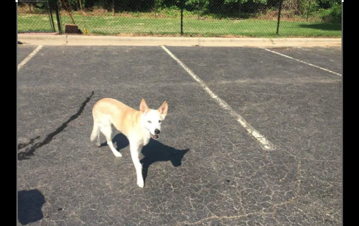 Leesville Animal Hospital PA 12