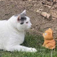 Cozy Cat Veterinary Hospital ico