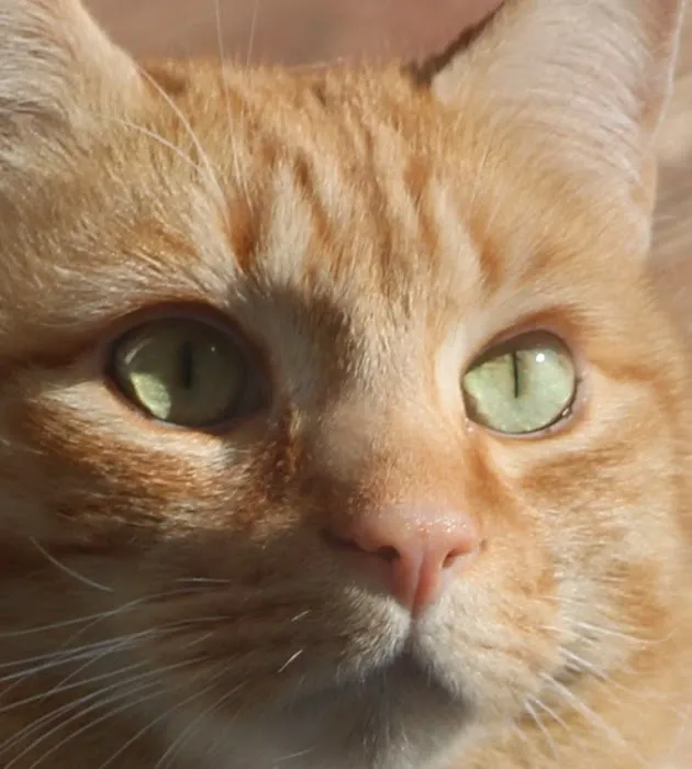 Cozy Cat Veterinary Hospital 12