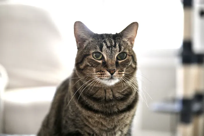 Cozy Cat Veterinary Hospital 12
