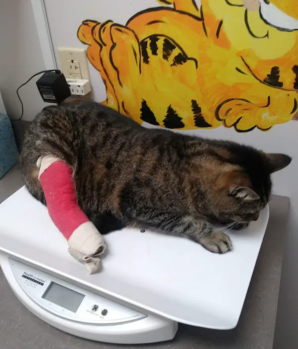 Cozy Cat Veterinary Hospital 12