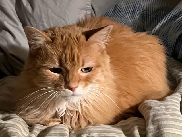 Cozy Cat Veterinary Hospital 12