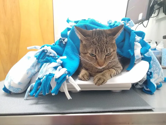 Cozy Cat Veterinary Hospital 12