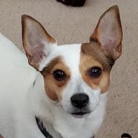 Paws At Play Veterinary Hospital ico