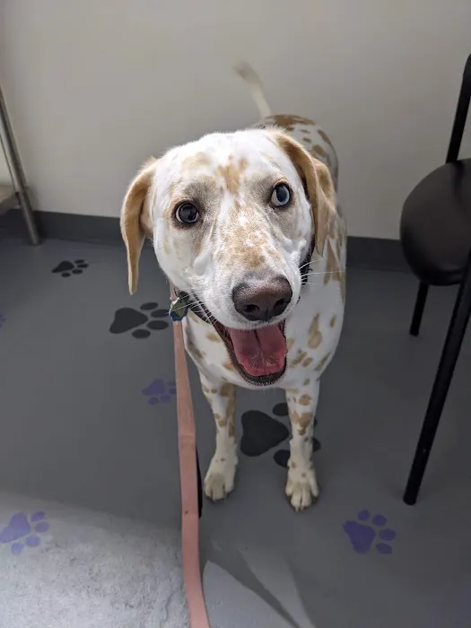 Paws At Play Veterinary Hospital 12