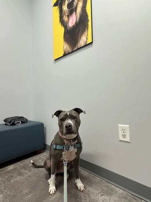 New Light Animal Hospital 9