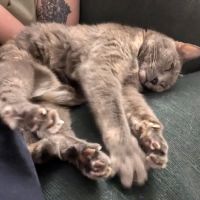Vetco Total Care Animal Hospital ico
