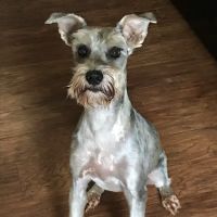 Bowman Animal Hospital and Cat Clinic Inc ico