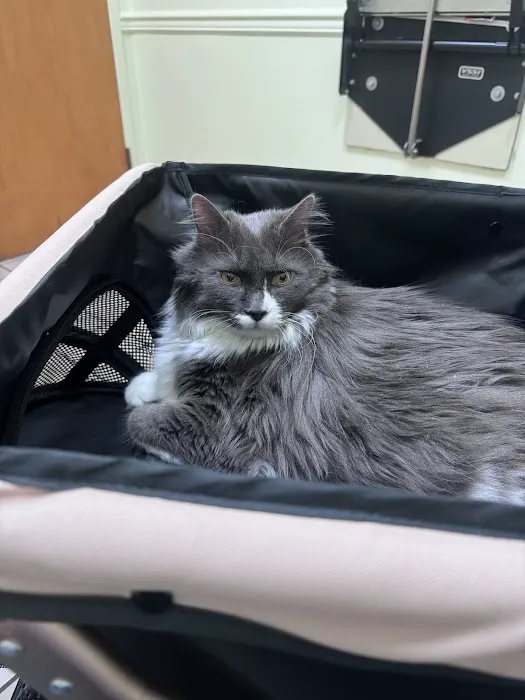 Bowman Animal Hospital and Cat Clinic Inc 12