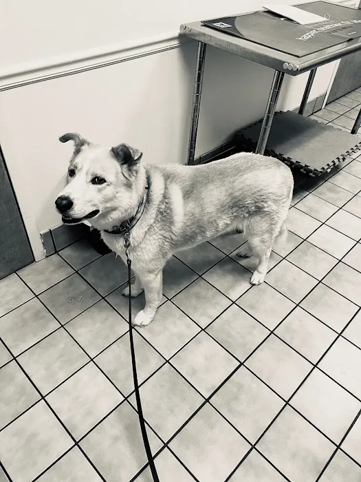 Bowman Animal Hospital and Cat Clinic Inc 12