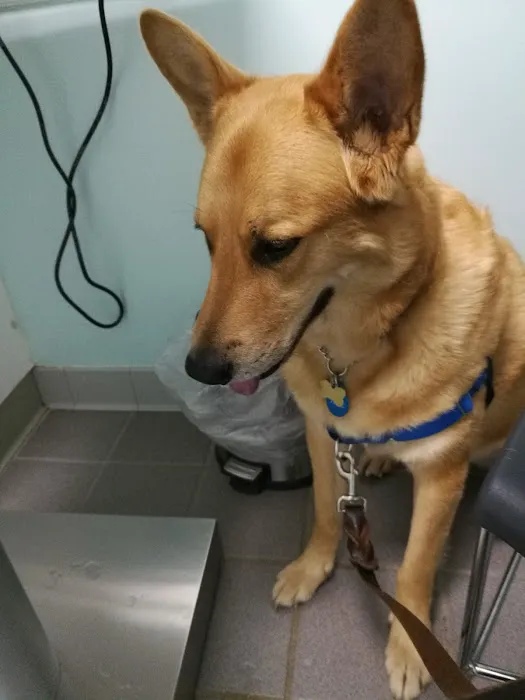 Hidden Valley Animal Hospital 5
