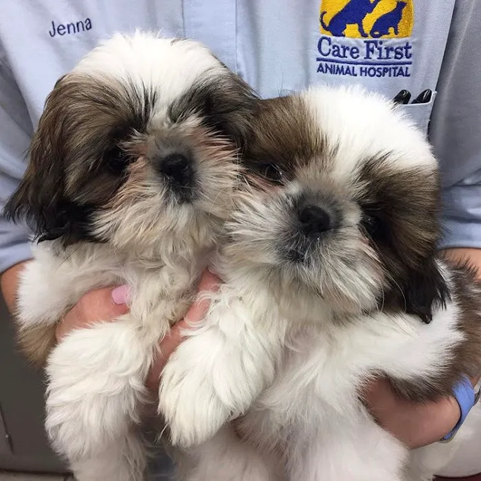 Care First Animal Hospital at Glenwood 7