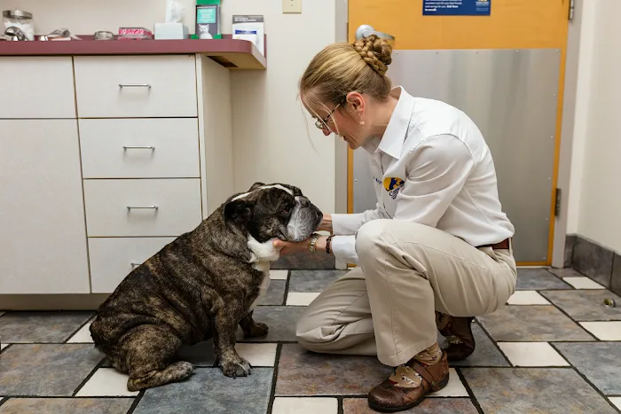 Care First Animal Hospital at Glenwood 9