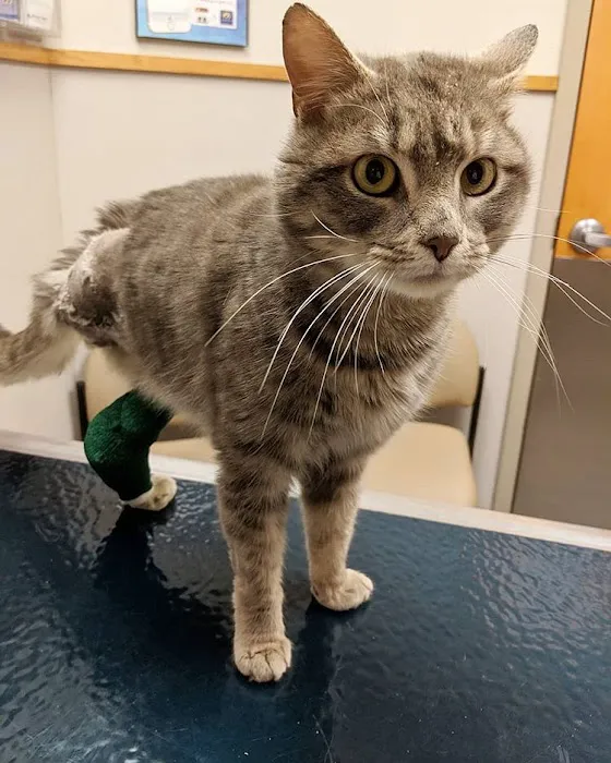 Care First Animal Hospital at Glenwood 8