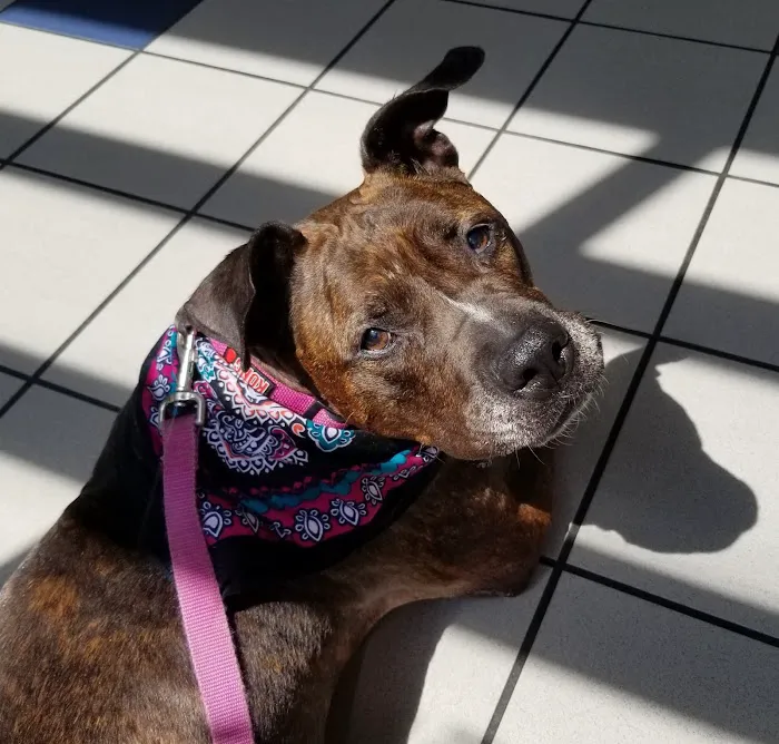 Care First Animal Hospital at Glenwood 1