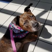 Care First Animal Hospital at Glenwood ico