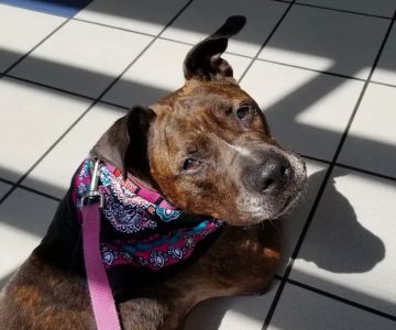 Care First Animal Hospital at Glenwood
