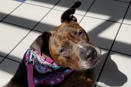 Care First Animal Hospital at Glenwood