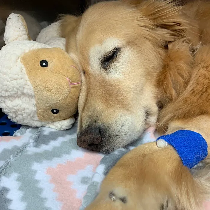 Care First Animal Hospital at Glenwood 5