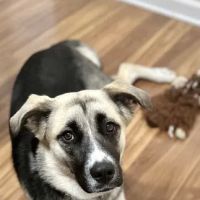 Saving Lives Spay Neuter Clinic ico