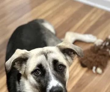 Saving Lives Spay Neuter Clinic