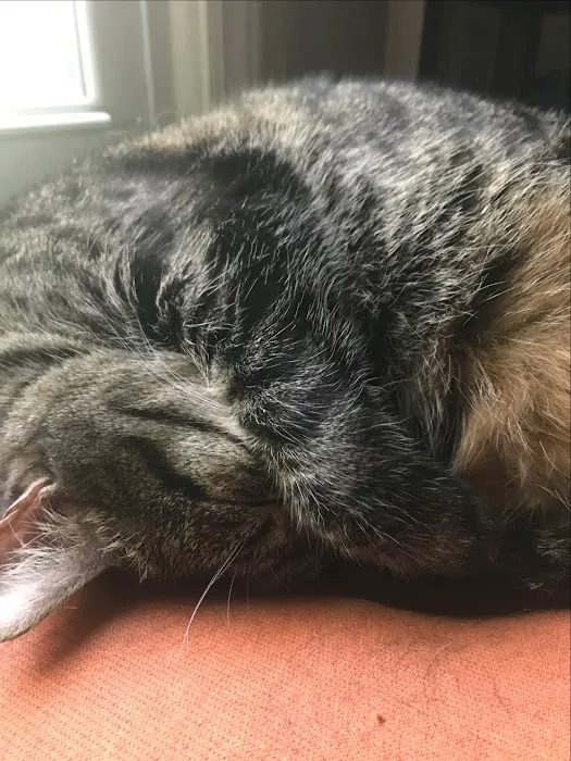 Garner Animal Hospital 5