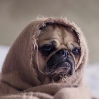 Garner Animal Hospital ico