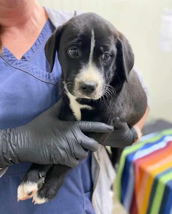Creedmoor Road Animal Hospital 9