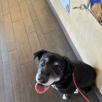 Banfield Pet Hospital ico