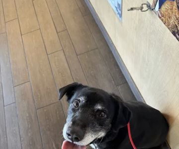 Banfield Pet Hospital