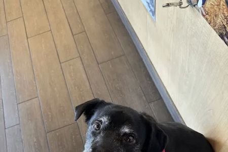 Banfield Pet Hospital