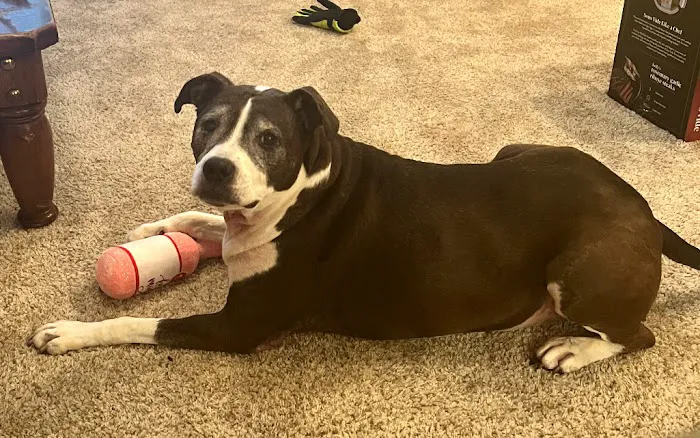 North Raleigh Mobile Vet - Euthanasia in Home Service 9