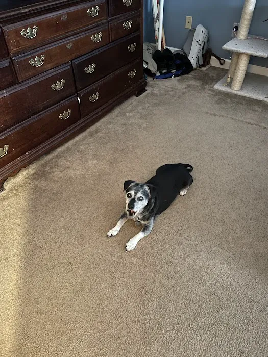 North Raleigh Mobile Vet - Euthanasia in Home Service 2