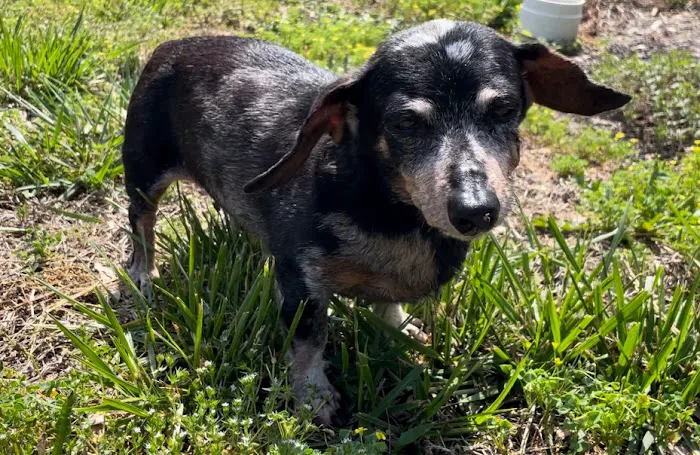 North Raleigh Mobile Vet - Euthanasia in Home Service 4
