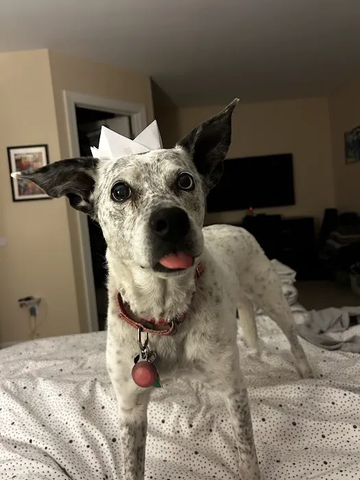 North Raleigh Mobile Vet - Euthanasia in Home Service 1