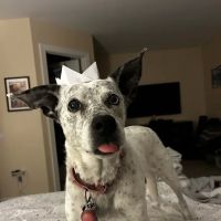 North Raleigh Mobile Vet - Euthanasia in Home Service ico