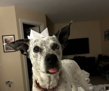 North Raleigh Mobile Vet - Euthanasia in Home Service