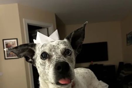 North Raleigh Mobile Vet - Euthanasia in Home Service