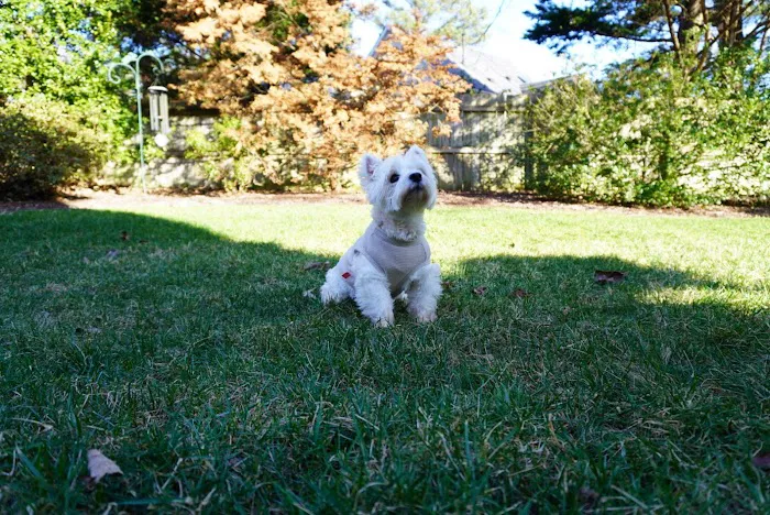 North Raleigh Mobile Vet - Euthanasia in Home Service 5