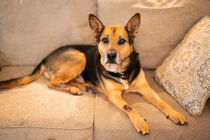 North Raleigh Mobile Vet - Euthanasia in Home Service 10