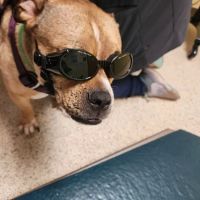 North Star Veterinary Hospital ico