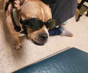 North Star Veterinary Hospital