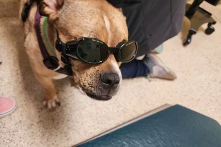 North Star Veterinary Hospital