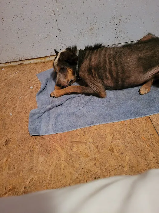 North Star Veterinary Hospital 12