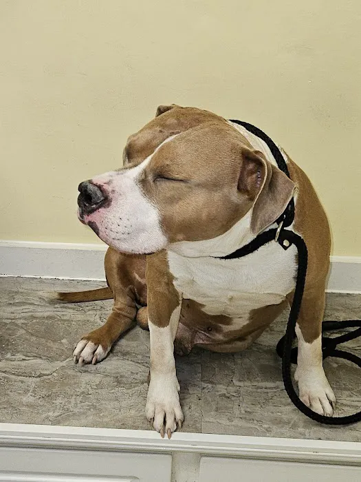 North Star Veterinary Hospital 12