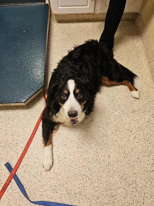 North Star Veterinary Hospital 12