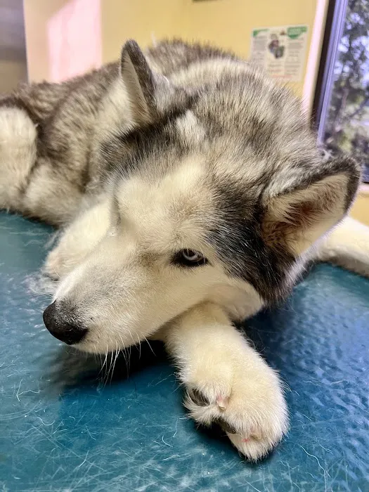 North Star Veterinary Hospital 12